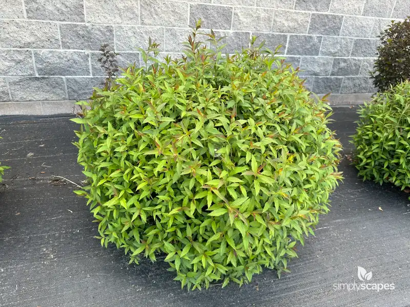 Japanese Spiraea — photo 1