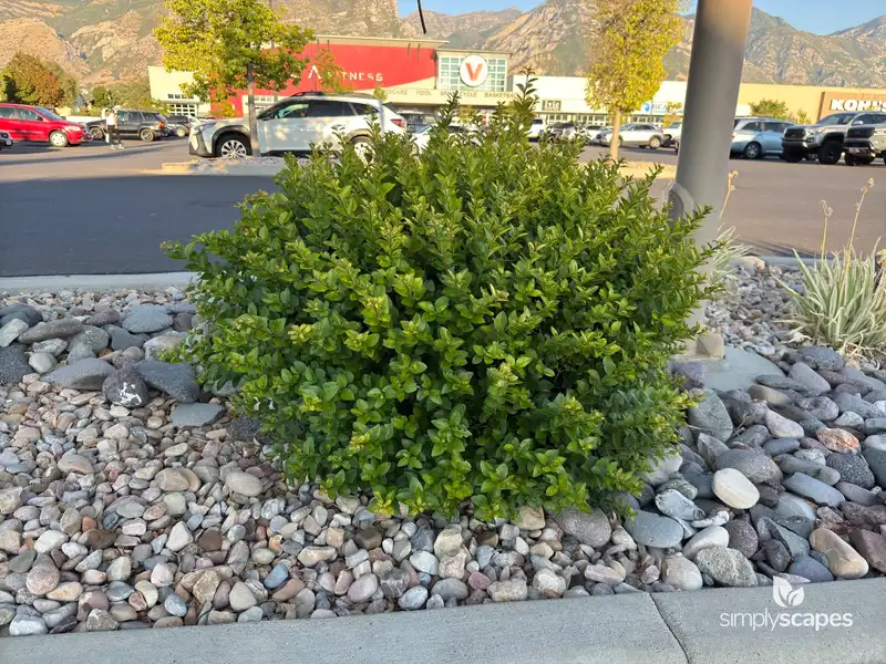 California Privet — photo 1