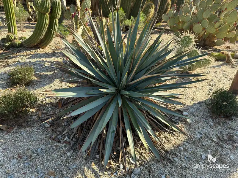 Pale Leaf Yucca — photo 1
