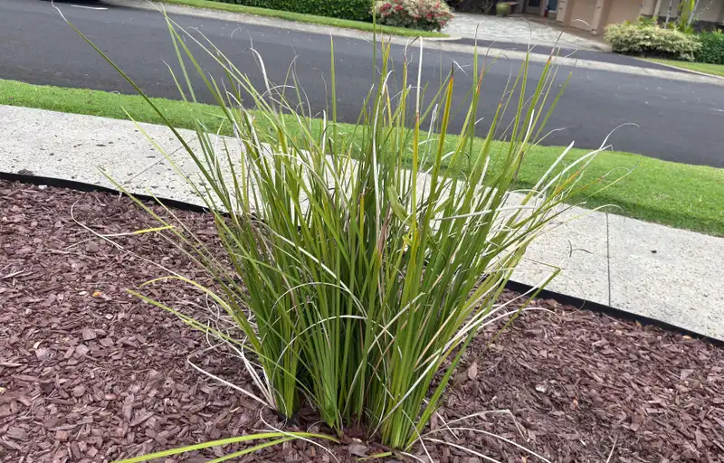 Yellow Wild Iris — photo 1