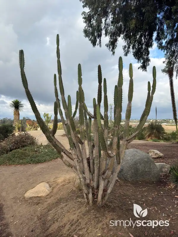 Triangle Cactus — photo 1