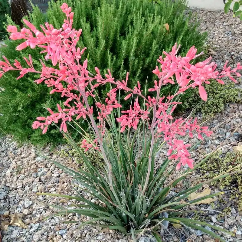Red Yucca Little Giant — photo 1