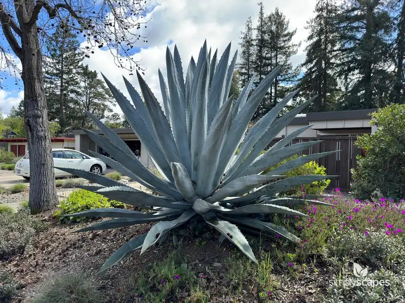 Blue American Agave Plant — photo 1