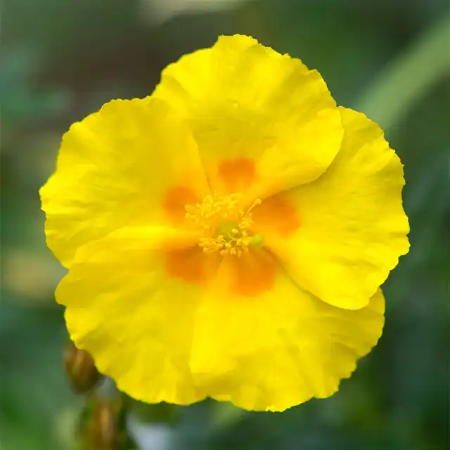 Ben Fhada Sun Rose — photo 1