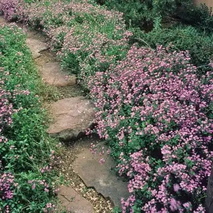 Splendens Rock Soapwort — photo 1