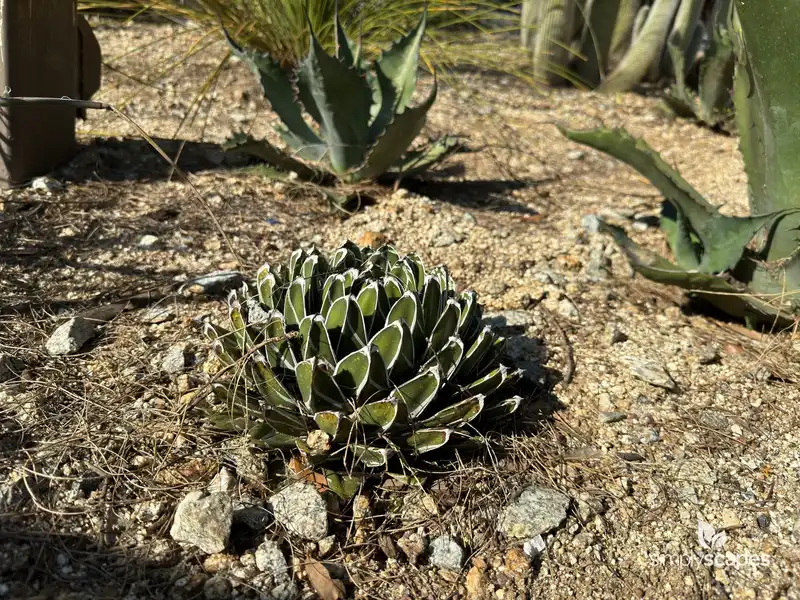 Queen Victoria Agave — photo 1