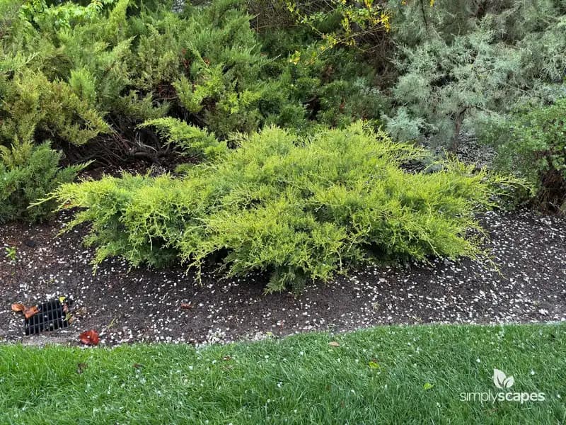 Creeping Juniper — photo 1