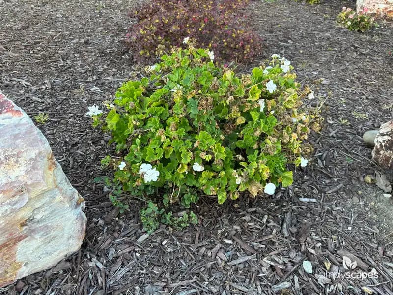 Zonal Geranium (Pelargonium zonale) — photo 1
