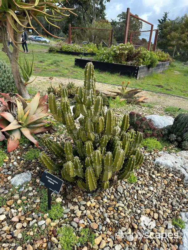 Royal spurge — photo 1