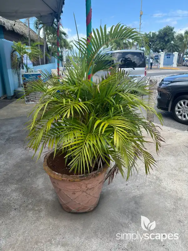 Areca Palm Tree — photo 1