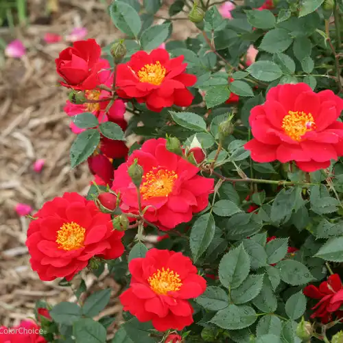 Oso Easy® Urban Legend® Rose — photo 1