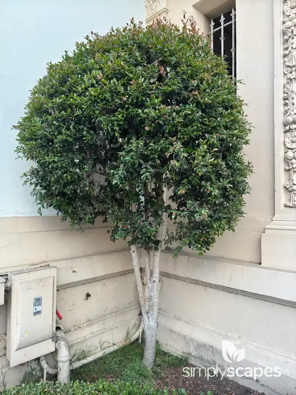 Bush cherry — photo 1