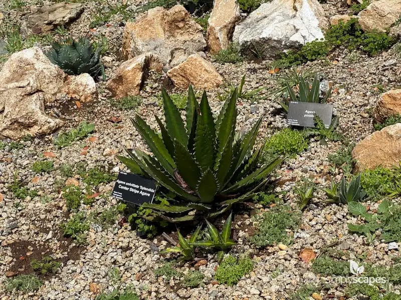 Splendid Agave — photo 1