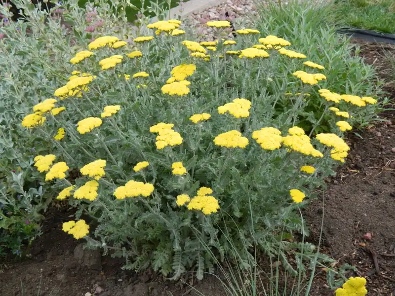 Moonshine Yarrow — photo 1