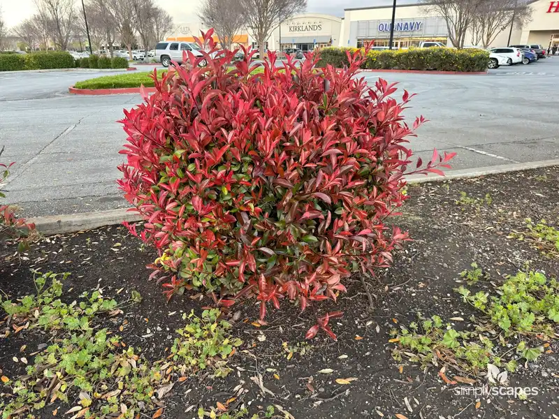 Chinese Photinia — photo 1