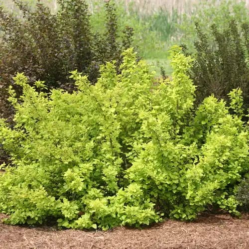 Festivus Gold® Ninebark — photo 1