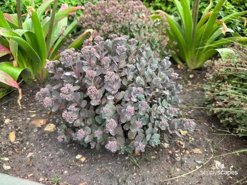Orpine — photo 1