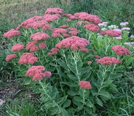 Autumn Fire® Sedum — photo 1