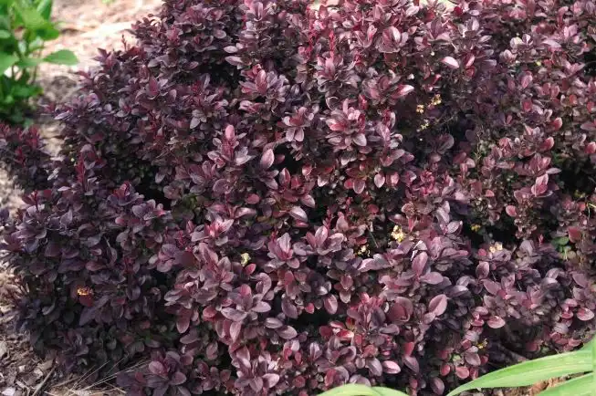 Concorde Dwarf Red-Purple Barberry — photo 1
