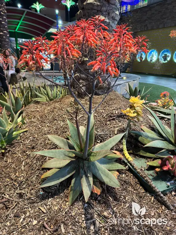 Soap Aloe — photo 1