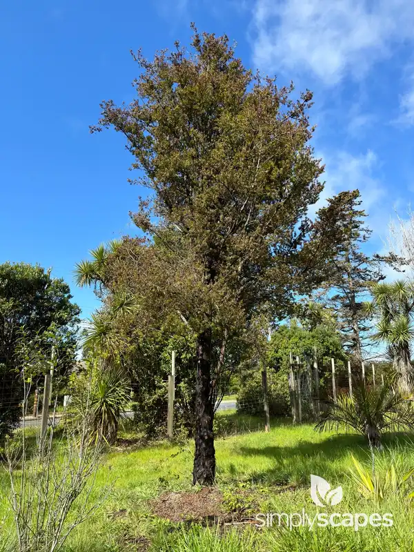 New Zealand Tea Tree — photo 1