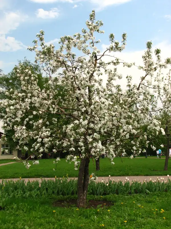 Apple Tree — photo 1