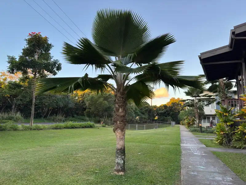 Palm (Copernicia) — photo 1
