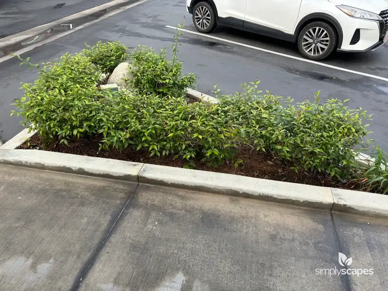 Coastal Doghobble — photo 1