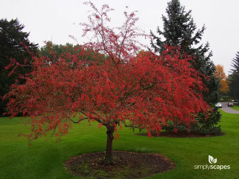 Indian Magic Crabapple Tree — photo 1