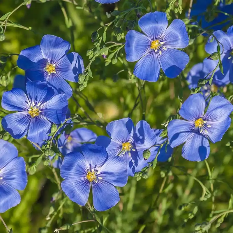 Appar Blue Flax (Linum) — photo 1