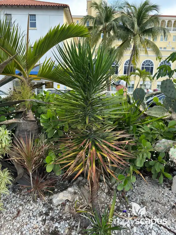 Pinguin Bromelia — photo 1