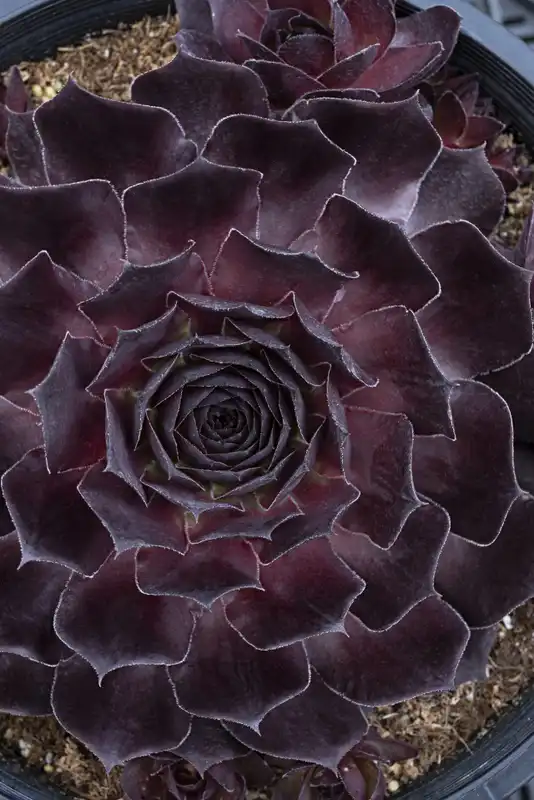 Sempervivum SUPERSEMPS® 'Onyx' — photo 1