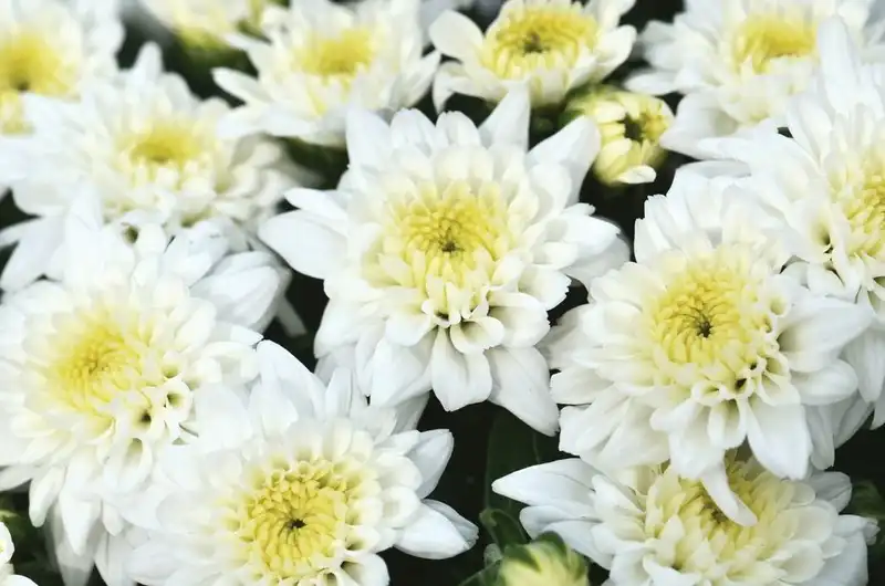 Celestial White Garden Mum — photo 1