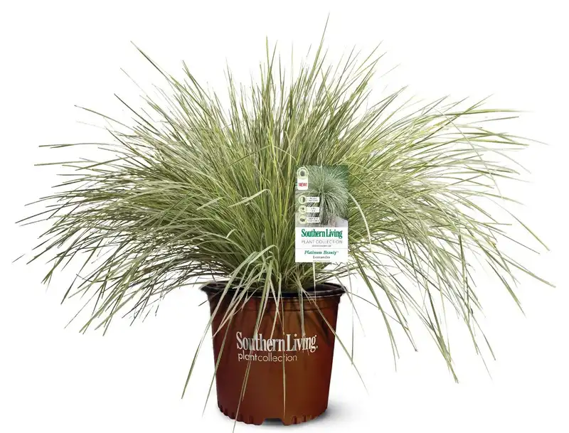 Lomandra Platinum Beauty® — photo 1