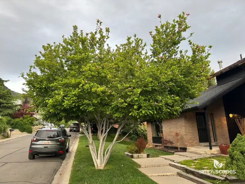 Saucer Magnolia Tree — photo 1