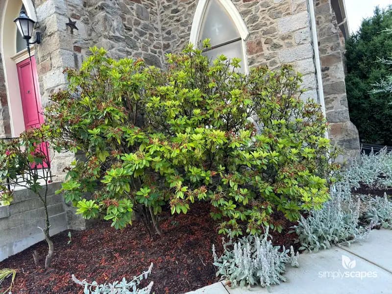 Azalea (Rhododendron) — photo 1