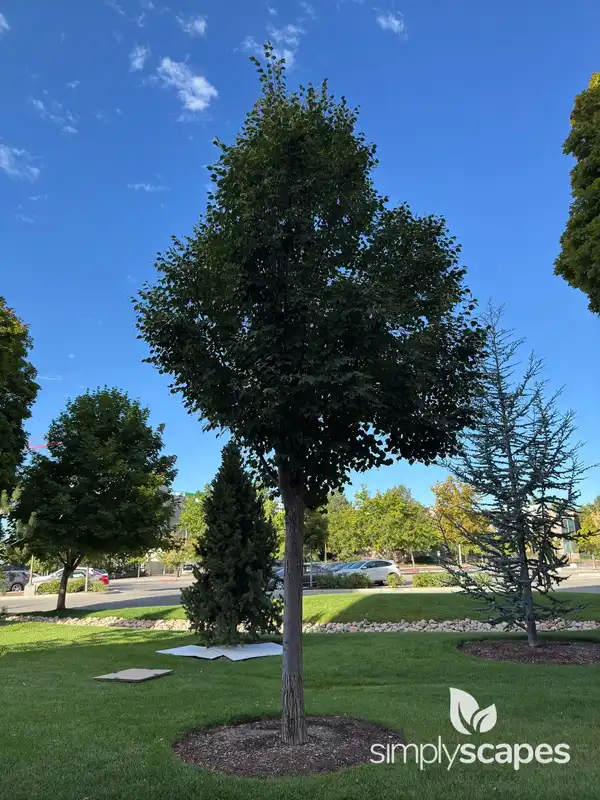 Little Leaf Linden — photo 1