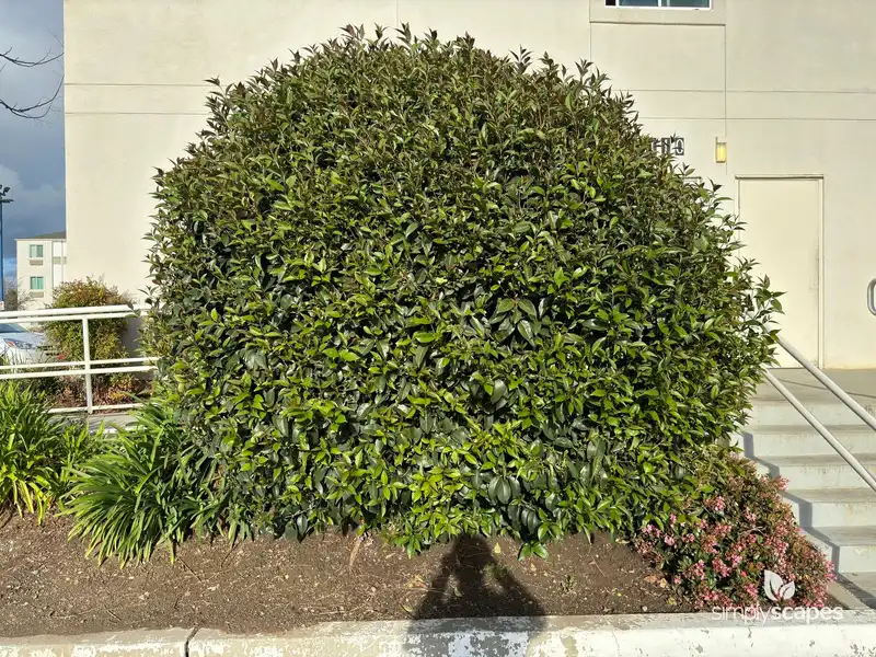 Glossy Privet — photo 1