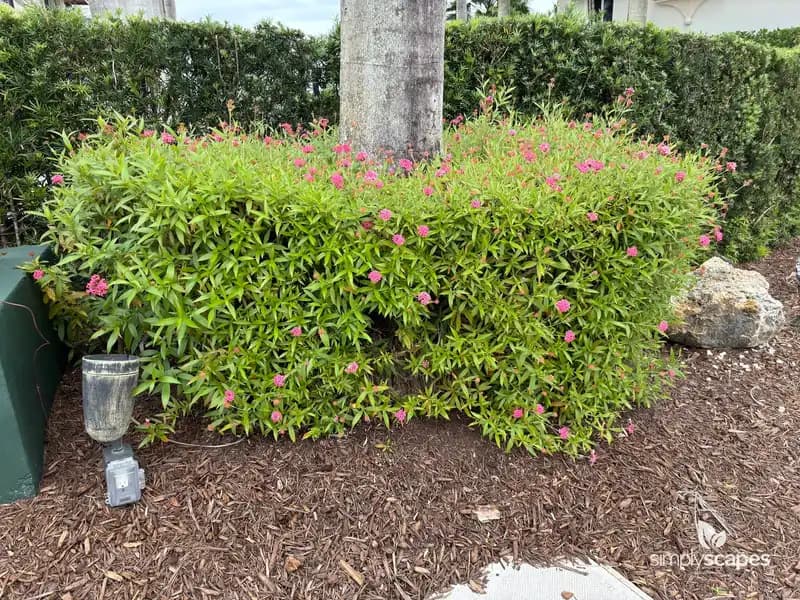 Pentas — photo 1