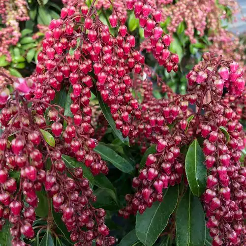 Interstella® Lily of the Valley shrub — photo 1