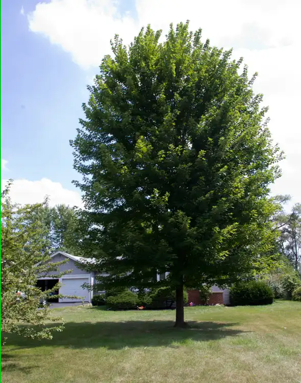 Maple Tree — photo 1