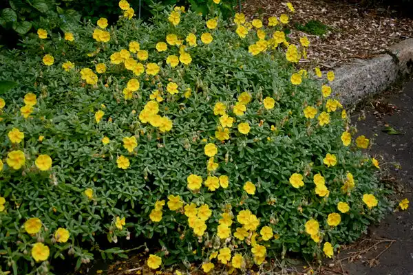 Wisley Primrose Sun Rose — photo 1