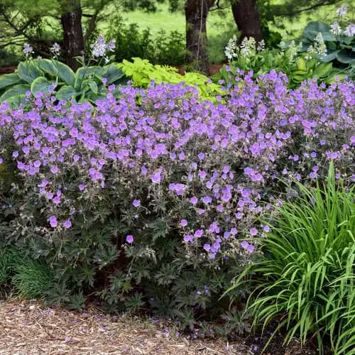 Meadow Cranesbill — photo 1