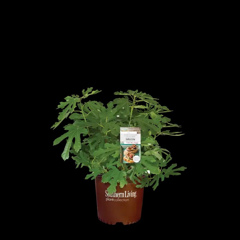 Fig DownHome Harvest® 'Little Miss Figgy' — photo 1