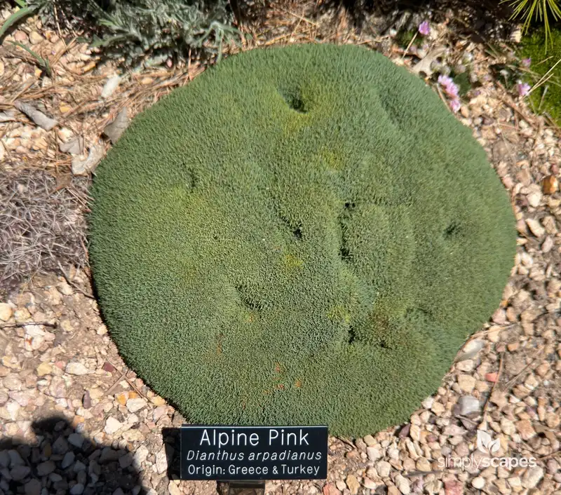 Pinks Plant — photo 1