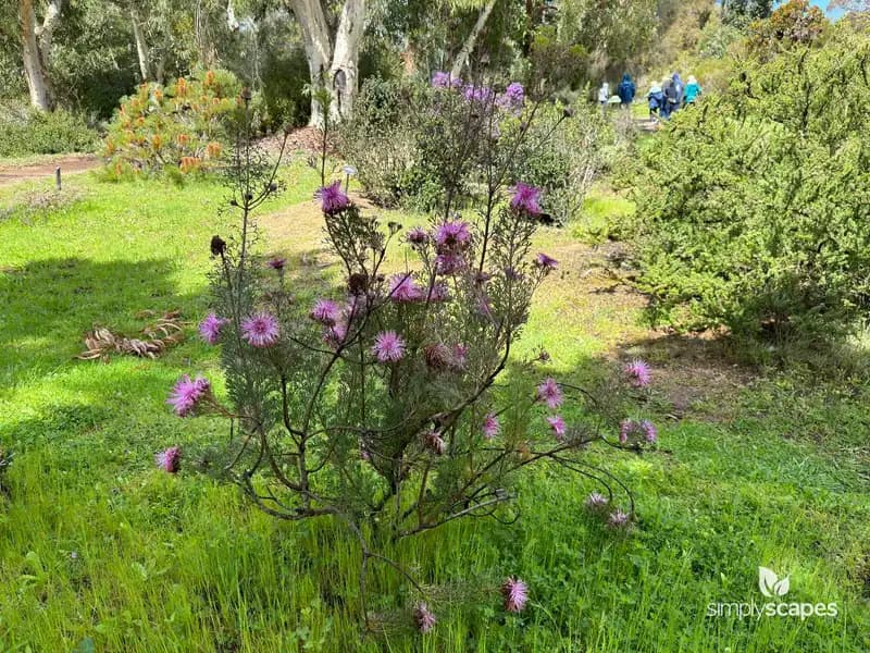 Spotted Knapweed — photo 1