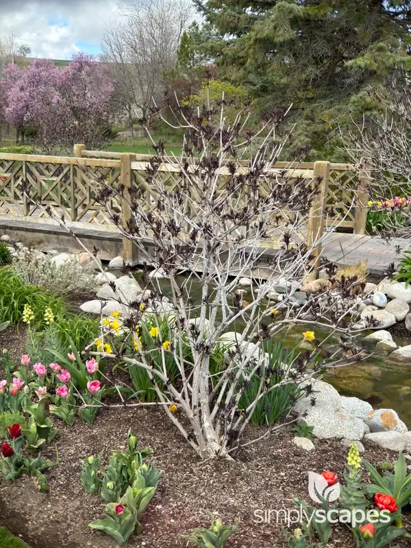 Marge Elderberry — photo 1