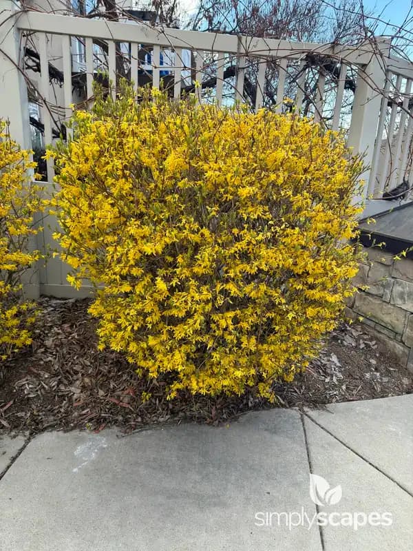 Lynwood Gold Forsythia Shrub — photo 1