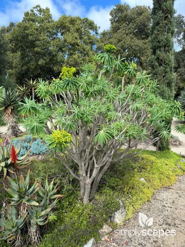 Leafy spurge — photo 1