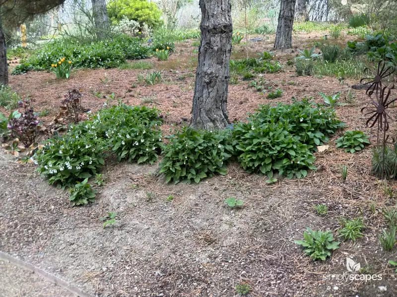 Comfrey — photo 1